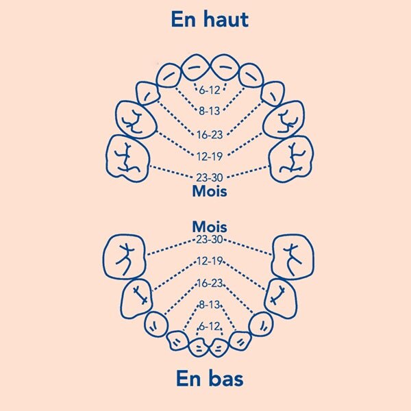 en haut  en bas dents